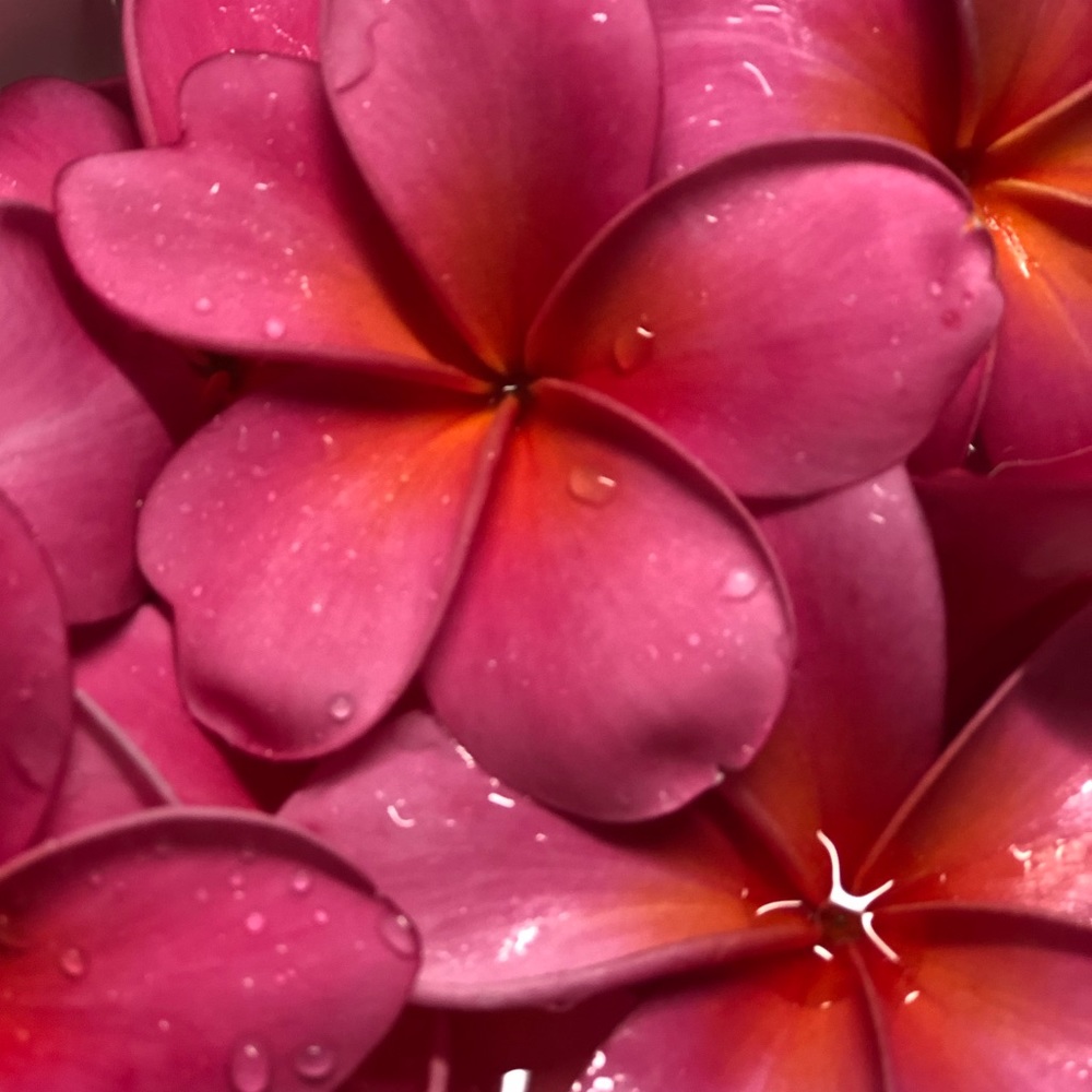 Meet your Posher, Kawaii